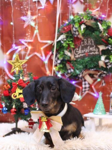 20231210らんちゃん